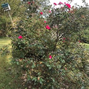 Meet your Posher, Brandy